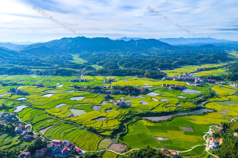 乡村  稻田  双季稻  早稻  丰收
