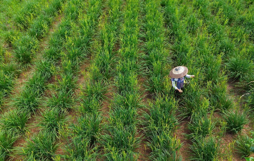 黄花菜  采摘  旺季  种植  农民