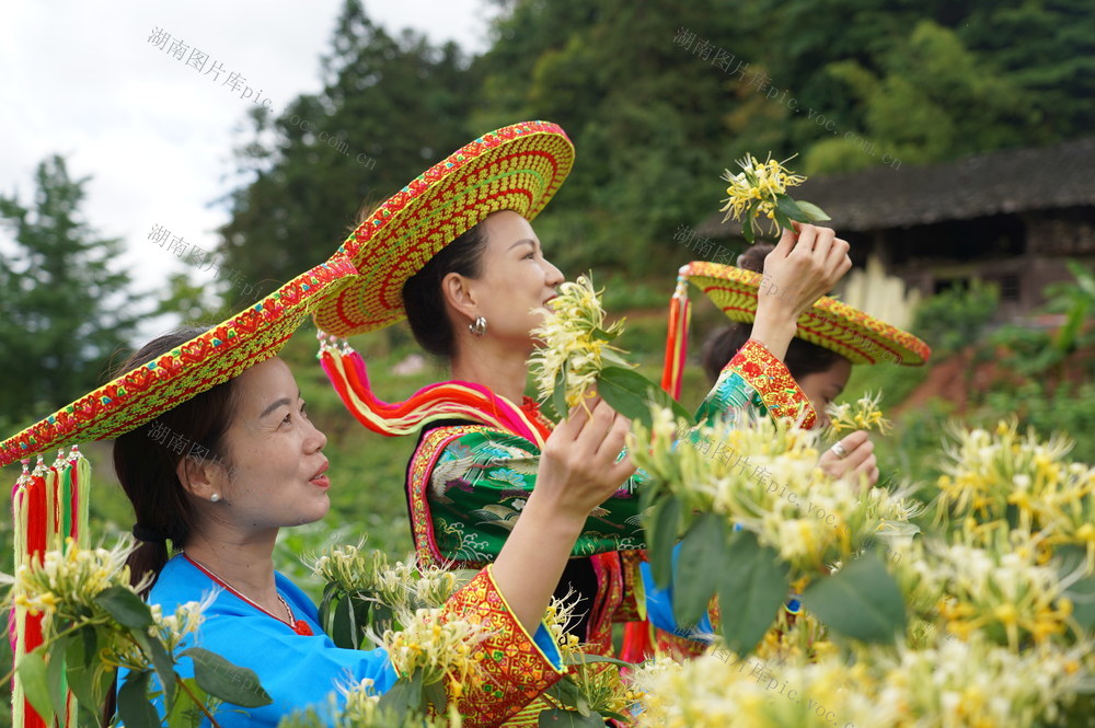 金银花开游客来（图）

6月28日，湖南省隆回县虎形山瑶族乡草原村，游客在田地里体验金银花采摘。该村祖祖辈辈家家户户种植金银花，金银花不仅可以增收，而且成为了当地一大旅游景观。