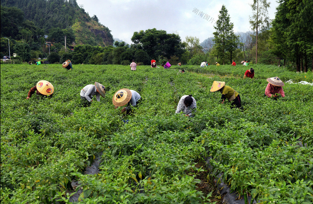 辣椒  产业  丰收 农民  增收