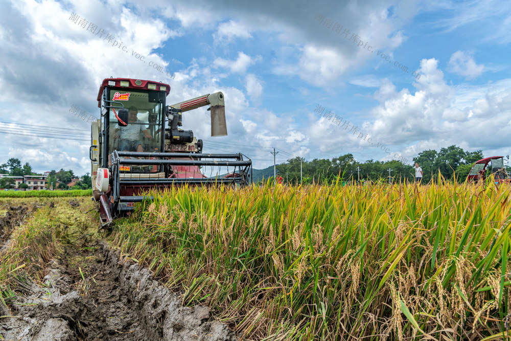 早稻 收割