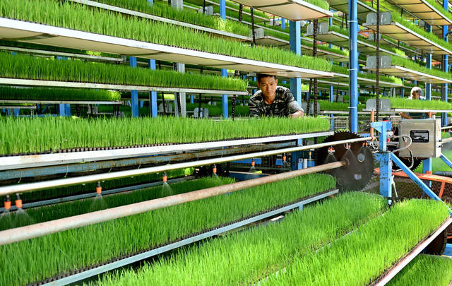 育秧，智能化，工厂，晚稻，秧苗，机械作业，粮食生产，水稻，质量，育秧厂，管护