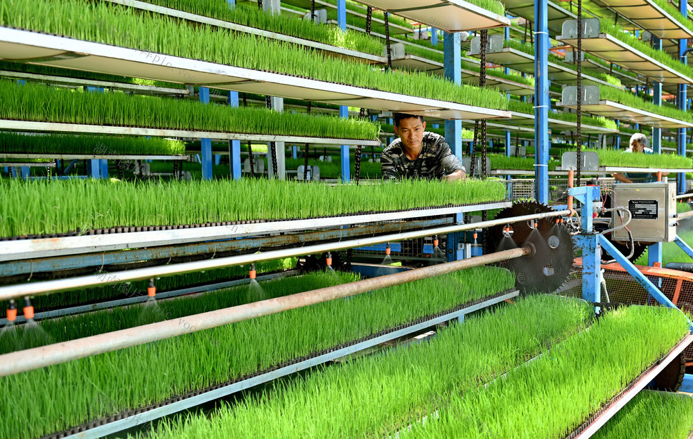 育秧，智能化，工厂，晚稻，秧苗，机械作业，粮食生产，水稻，质量，育秧厂，管护