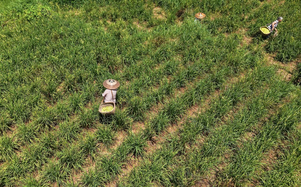 黄花菜  采摘  旺季  种植  农民