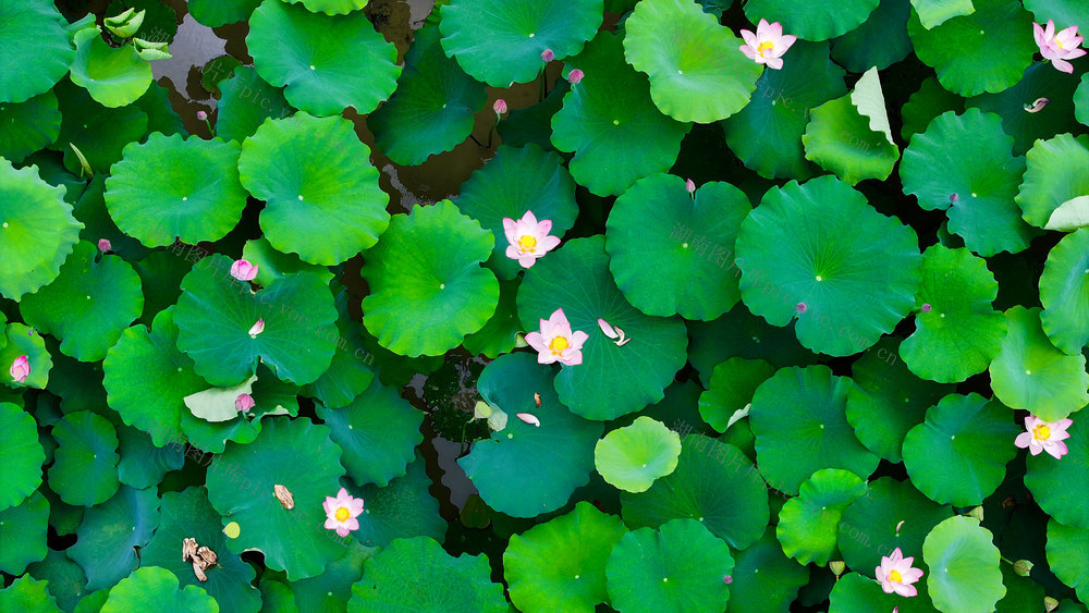 洪江市 黔城镇 长坡村 荷花 荷花节