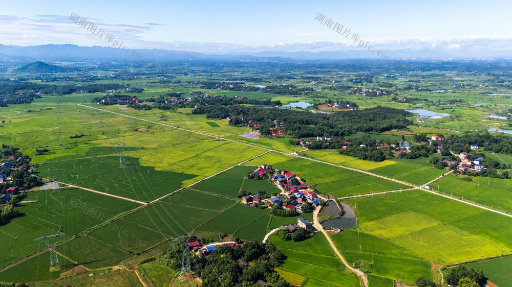 农业 早稻 田园如画 高标准农田 粮食生产