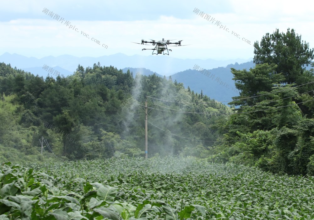 植保无人机“上岗”   科技助农促丰收