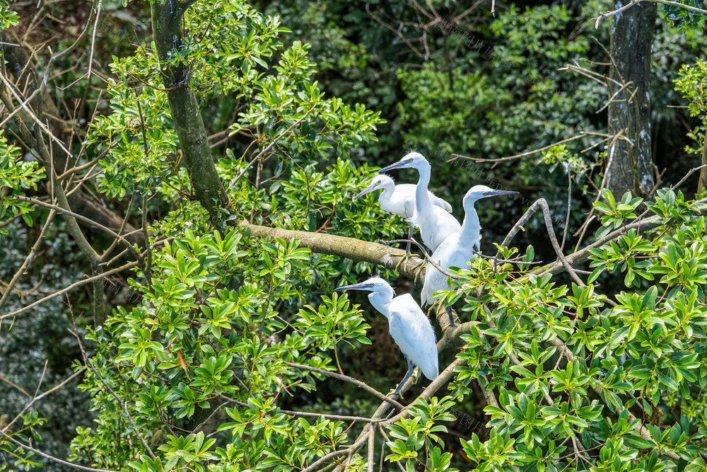 鹭鸟 鸟类 白鹭 孵化 幼鸟