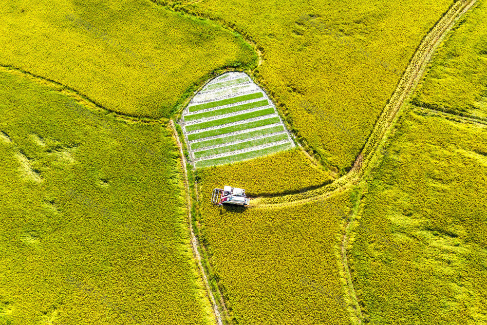 粮食生产  早稻  双抢  机械化 丰收