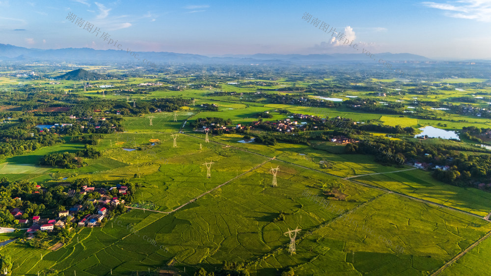 田园风光 高标准农田 早稻
