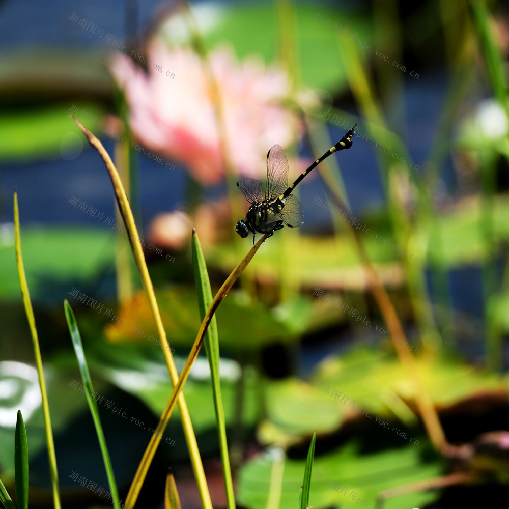 后湖景区，睡莲绽放