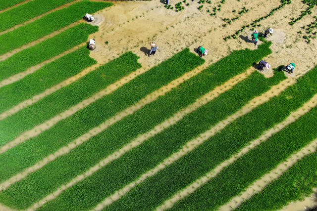 秧苗 水稻 插秧 制种 高标准农田