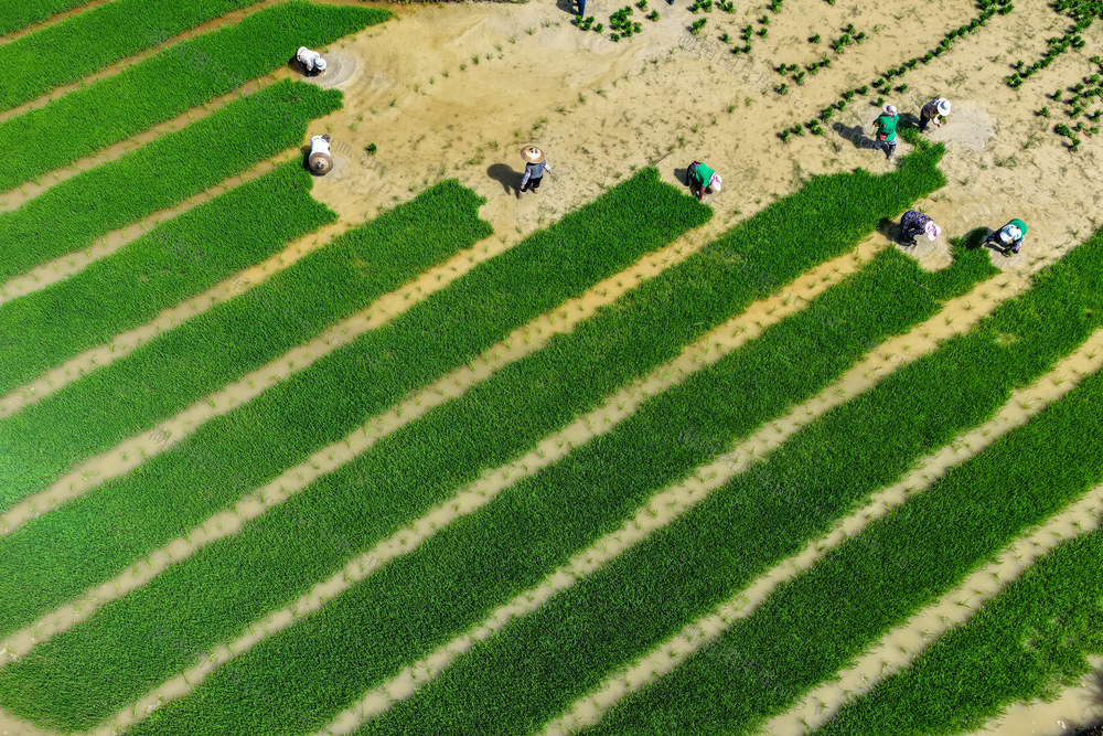 秧苗 水稻 插秧 制种 高标准农田