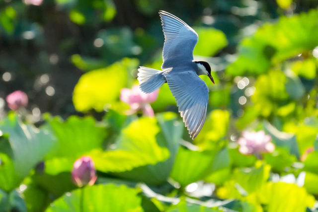 荷塘 须浮鸥