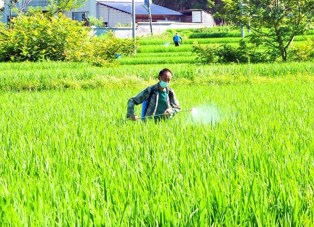 病虫  防治  增产