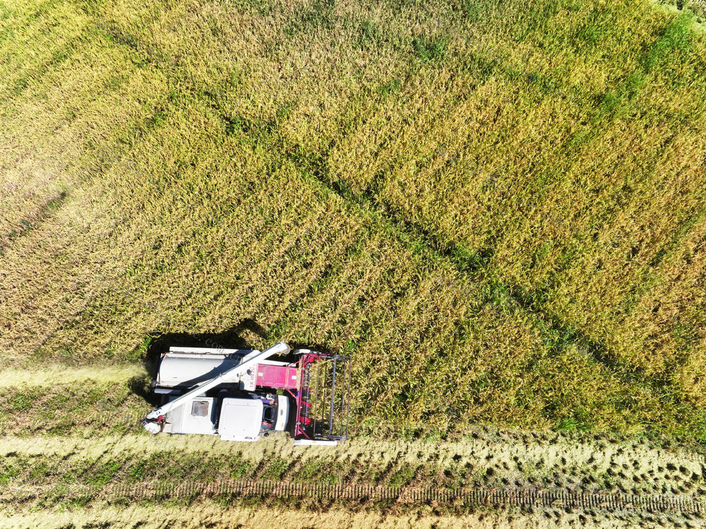 农业生产  水稻种植  早稻  收割机