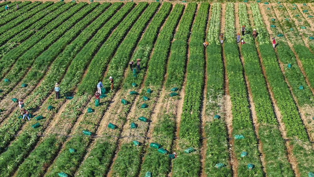 农业 蔬菜产业 芥菜丰收 特色种植