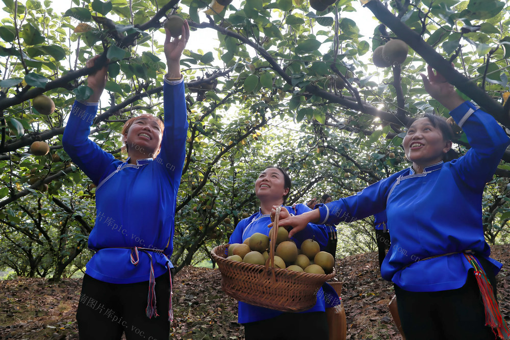 瓜果 飘香 夏日 采摘 村民 产业 引进 种植 增收 乡村

