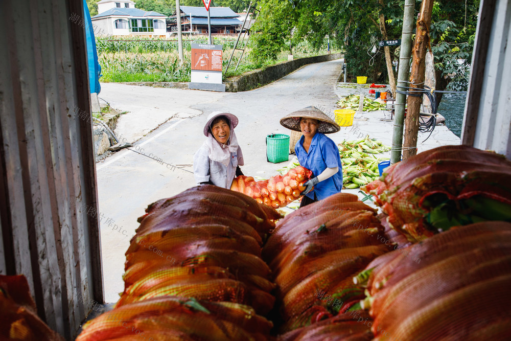 通道    玉米  丰收  产业   振兴