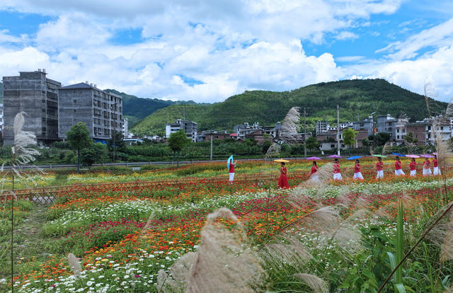 湖南桂东 “幸福之花” 盛开 格桑花 游客 纷至沓来