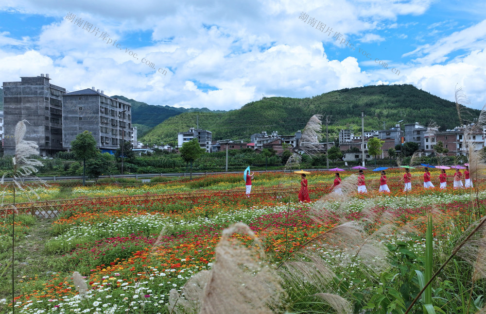 湖南桂东 “幸福之花” 盛开 格桑花 游客 纷至沓来