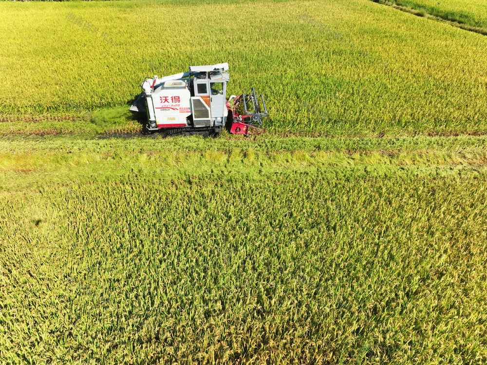农业生产  水稻种植  早稻  晚稻  双抢
