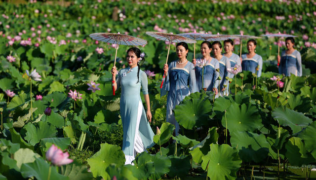 湖南洪江荷花节醉了游人