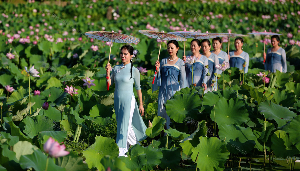 湖南洪江荷花节醉了游人