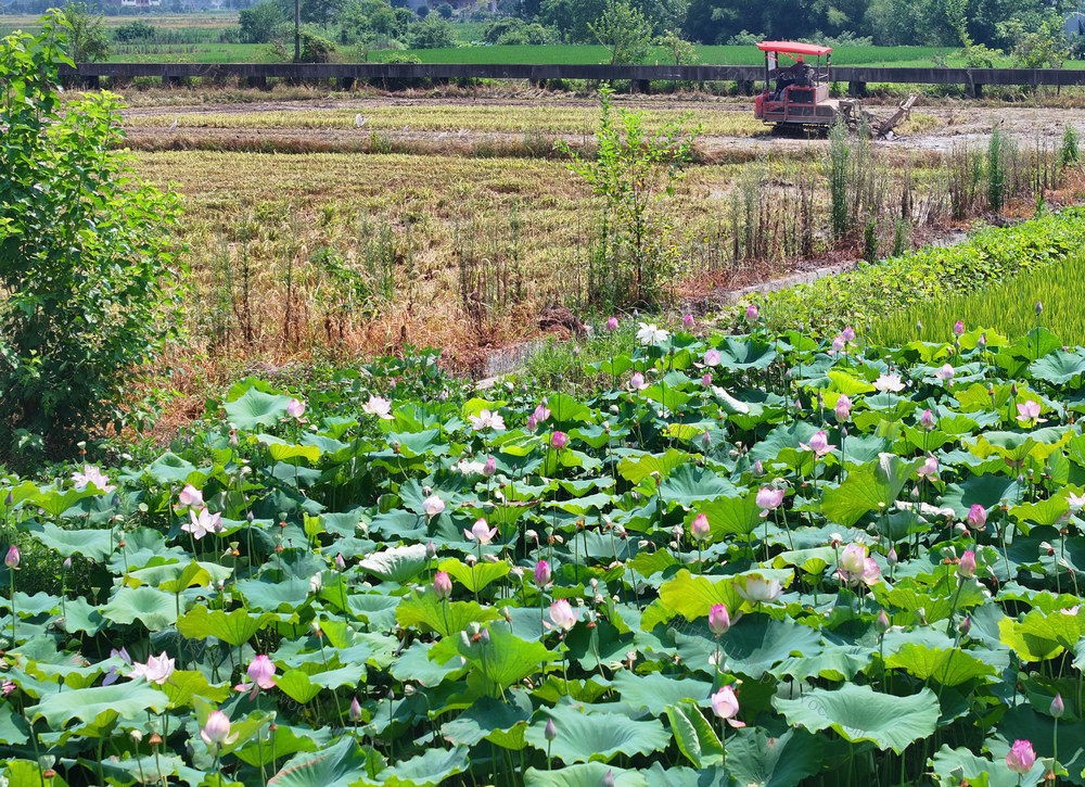 小暑 农事 双抢