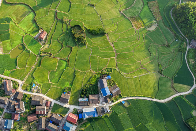田园 稻田 风光 绿 乡村