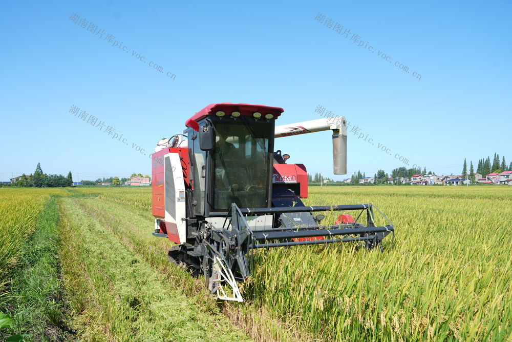 水稻 早稻 测产 岳阳 华容 松雅 收获 