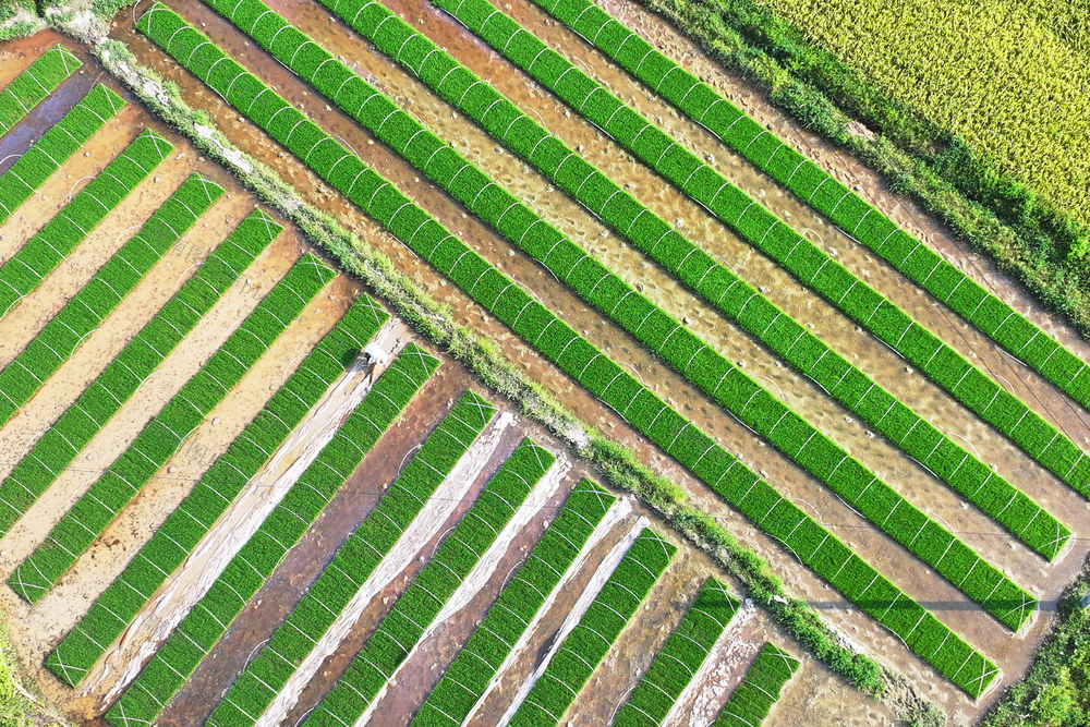 晚稻 秧田 抢收早稻 抢插晚稻 双抢 小暑