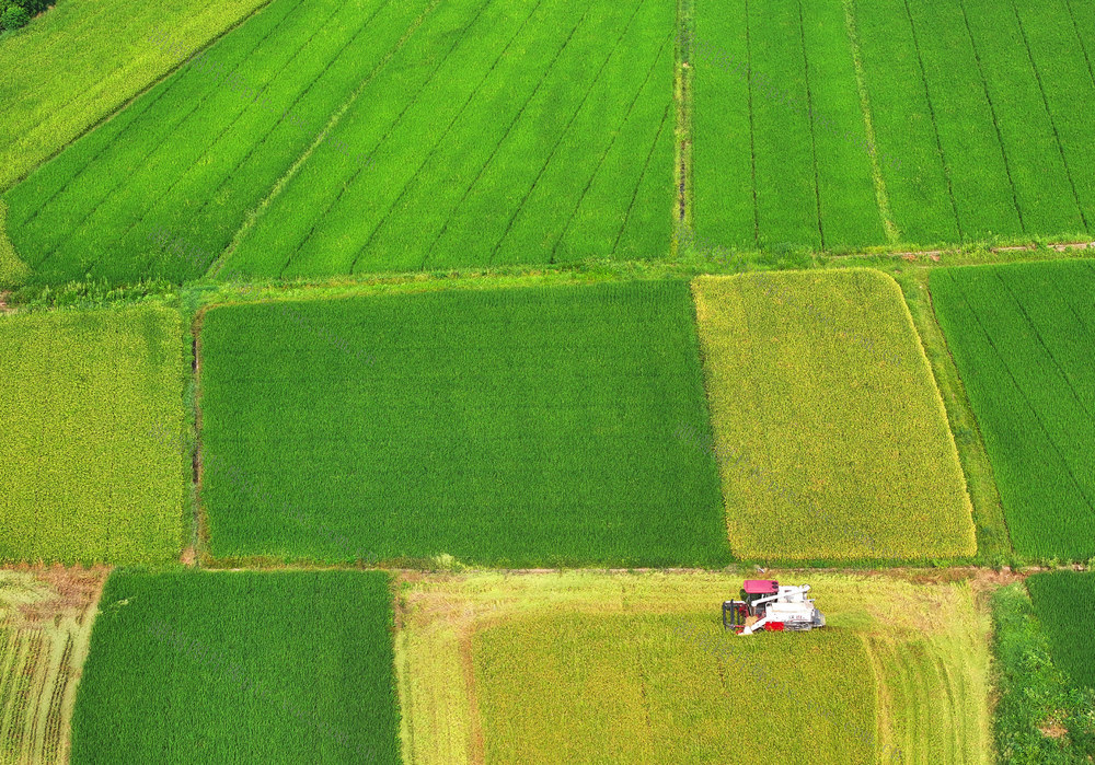 小暑 早稻 收割