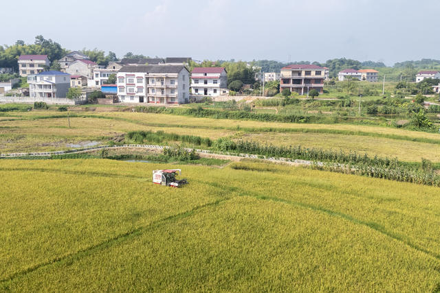 娄底 早稻 农民 小暑 丰收