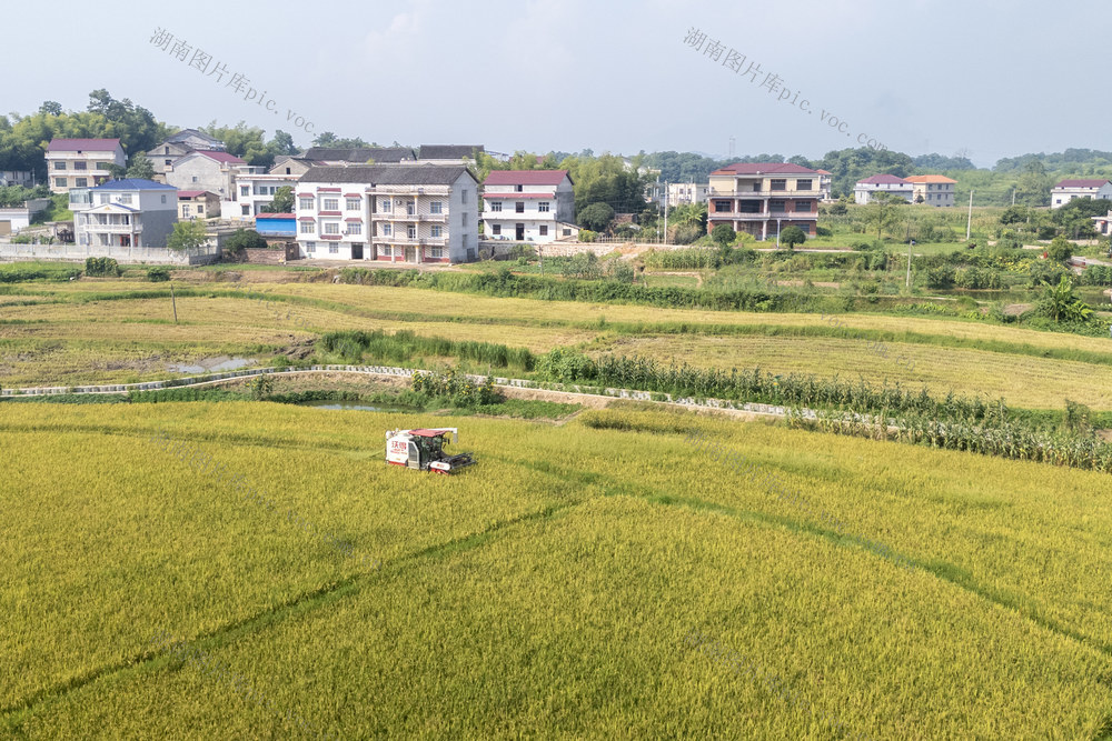 娄底 早稻 农民 小暑 丰收