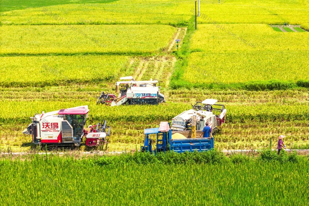 粮食生产  农机  全程机械化  丰收  早稻