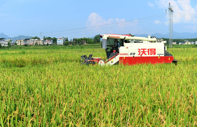 小暑，节气，农机，收割，水稻，劳作，农时，耕田，田间地头，农事 二十四节气 收割机 耕田机
