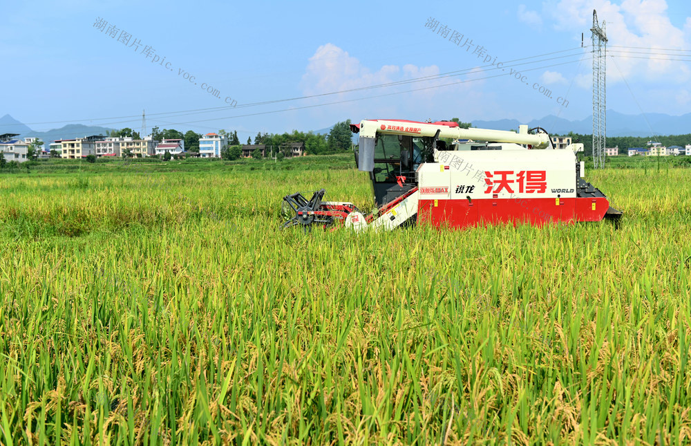 小暑，节气，农机，收割，水稻，劳作，农时，耕田，田间地头，农事 二十四节气 收割机 耕田机