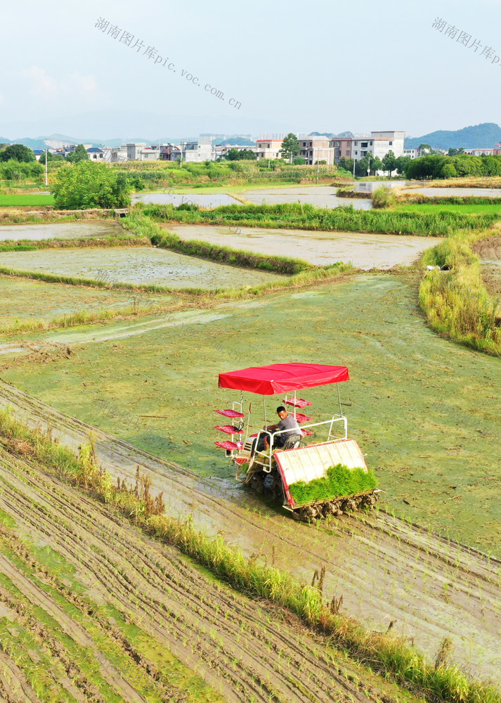 嘉禾：小暑农忙
