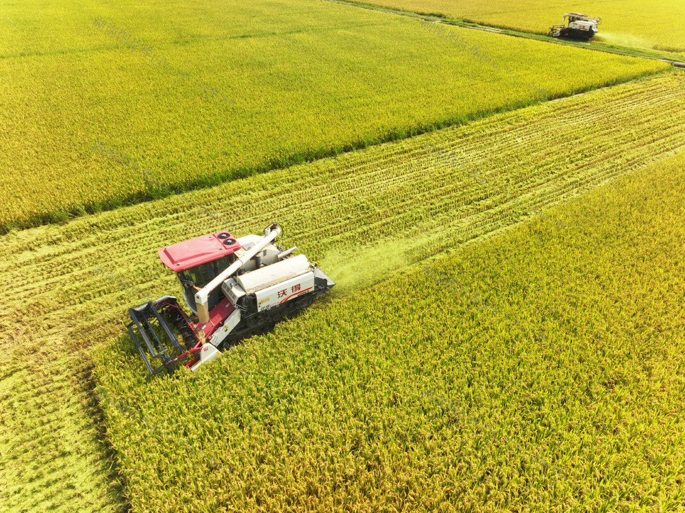 二十四节气  小暑  农事  水稻生产  双抢