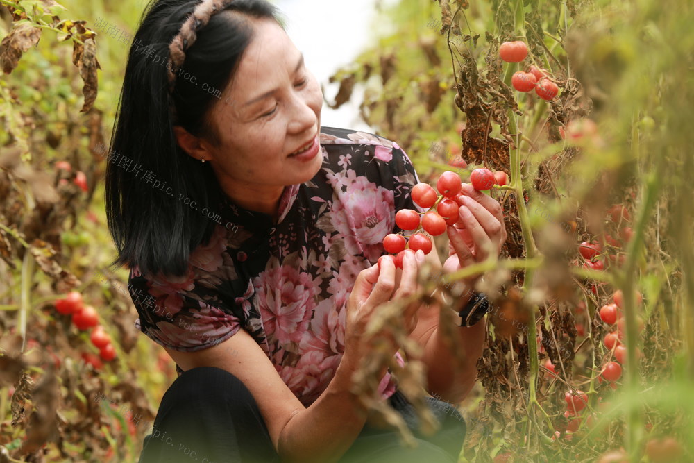 航拍  湖南  郴州市  苏仙区  五盖山镇  凉伞坪村  番茄基地  游客  采摘  乡村振兴 