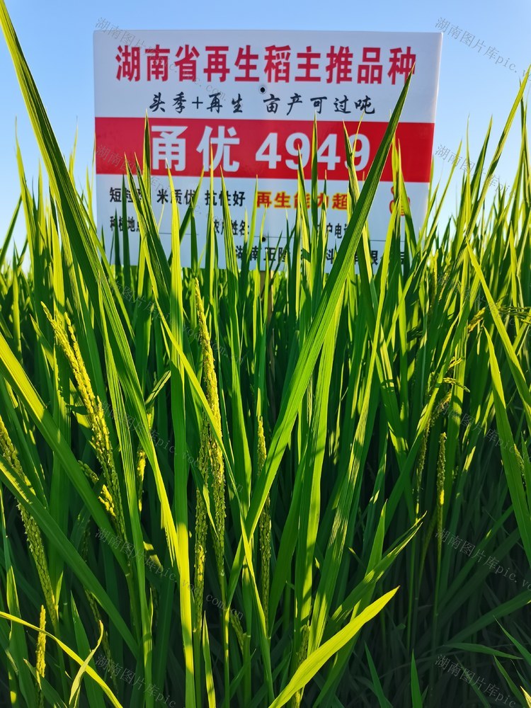 稻作方式；再生稻