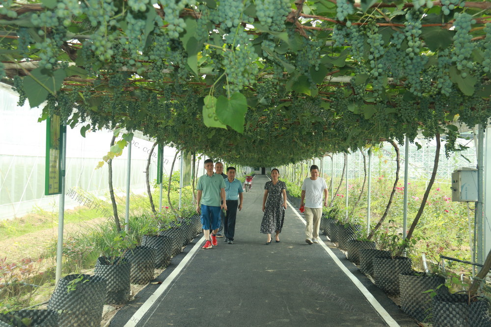 隆回县 农业 采摘 科技   资金 乡村振兴 