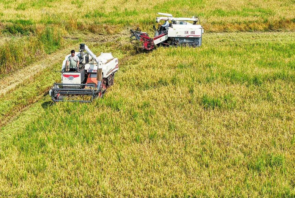 早稻
收割 
道县
