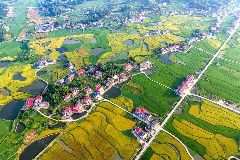 粮食生产  乡村  早稻  中稻  村庄