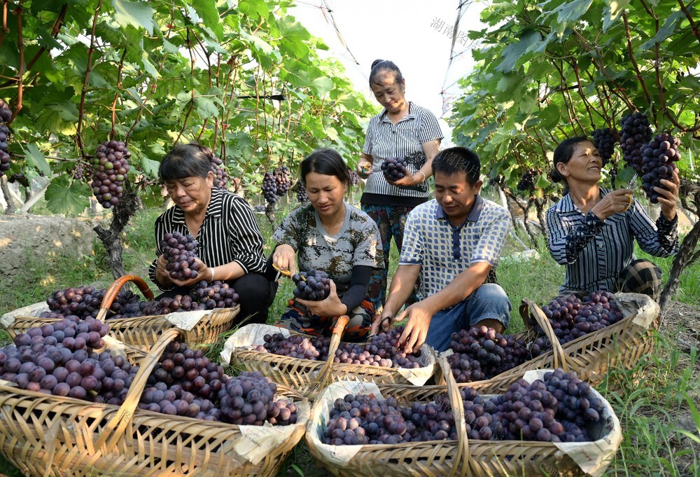 葡萄助农“甜蜜增收”