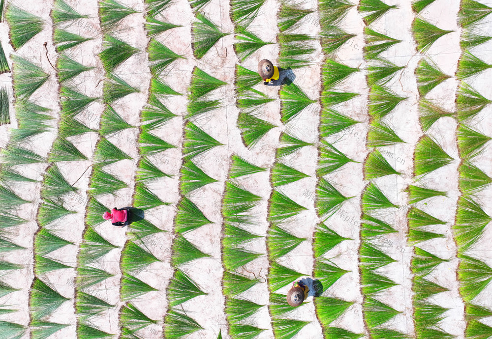 蔺草  特色  种植 收割 晾晒