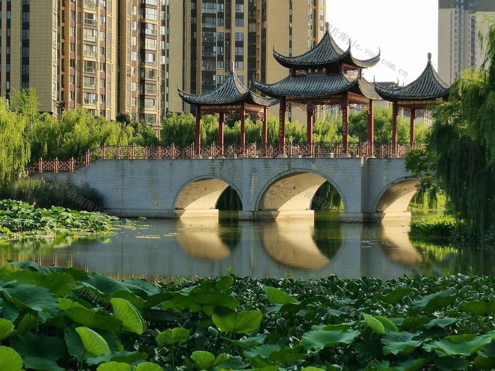 生态；文化；荷花；公园；休闲