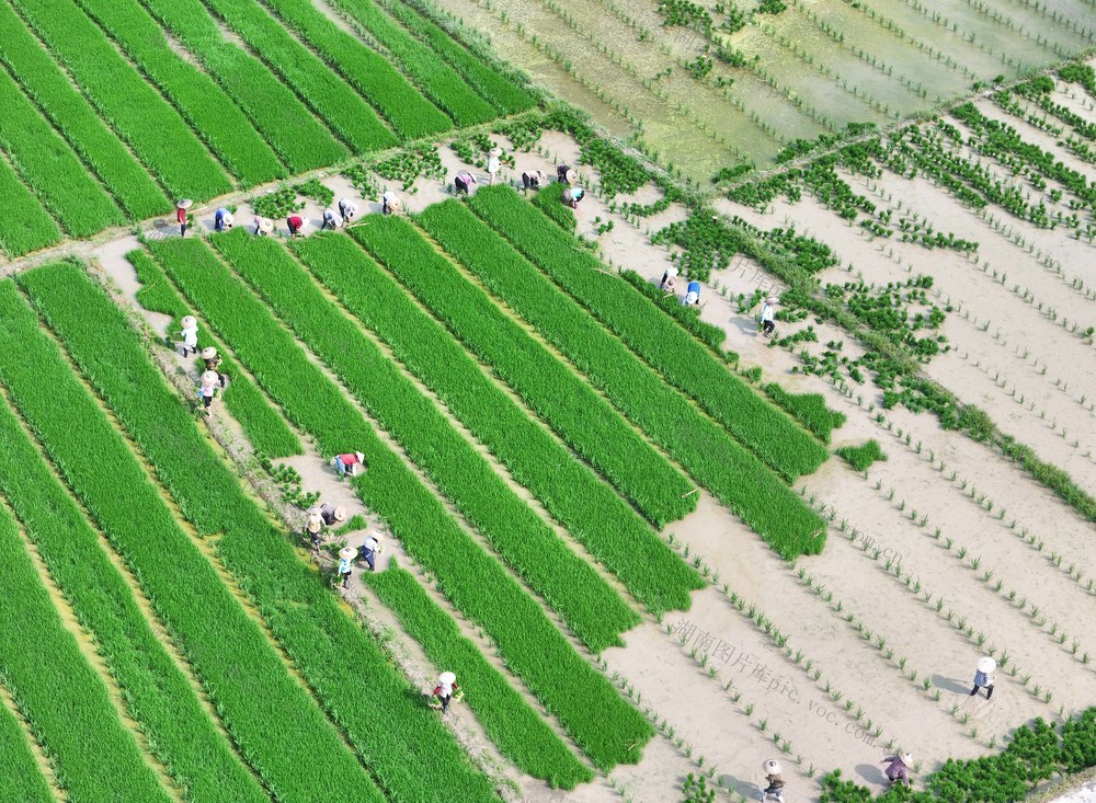 水稻、粮食、制种、产业、农业