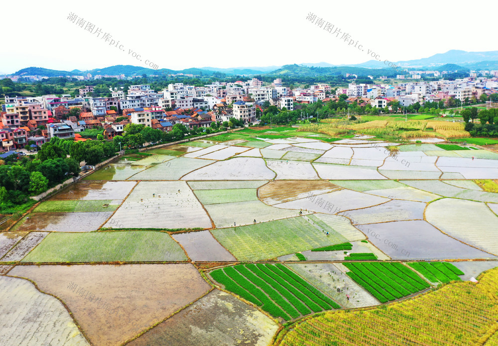 嘉禾：夏日田园美